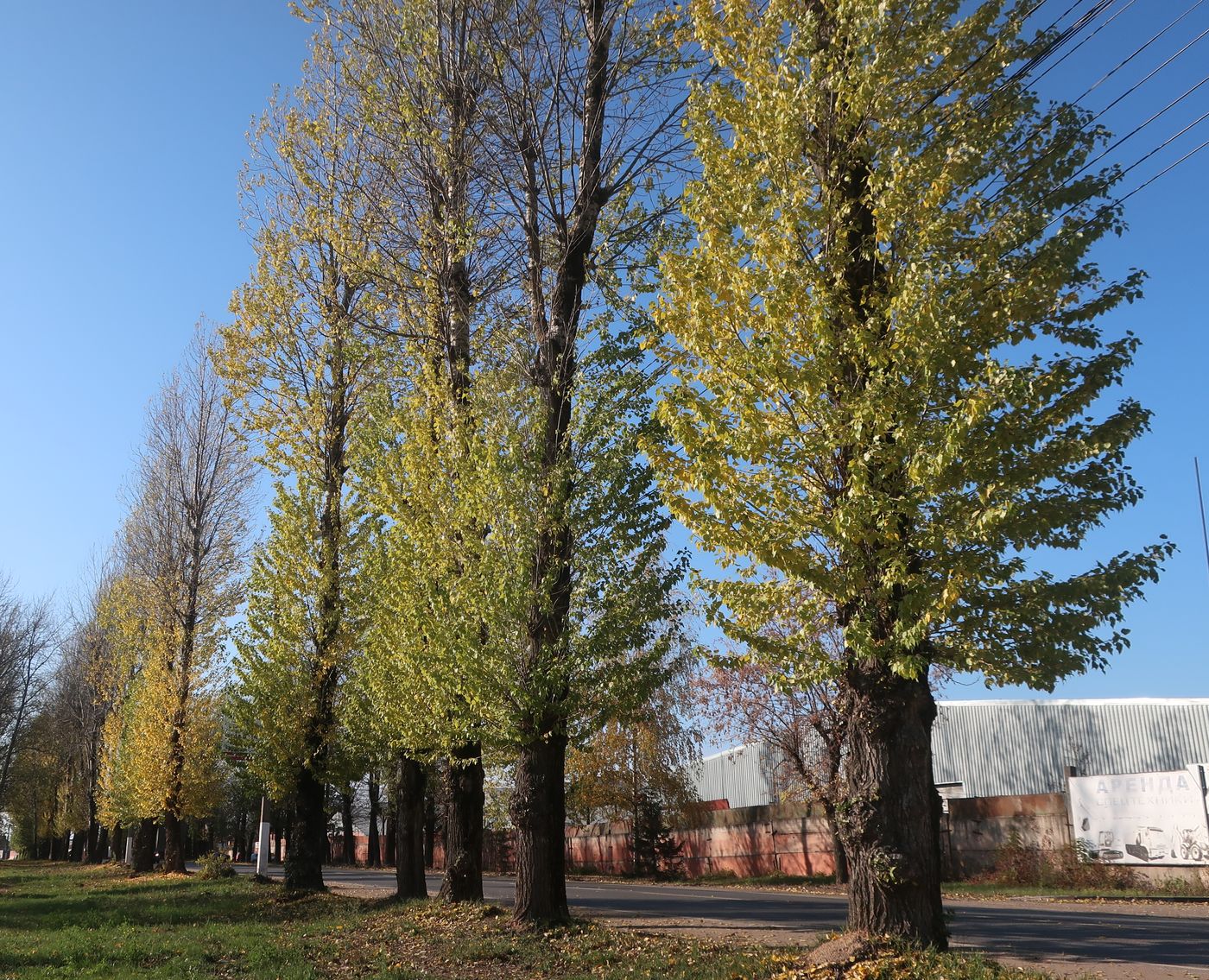 Изображение особи Populus &times; berolinensis.