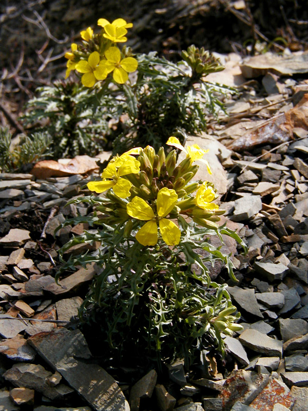 Image of Erysimum callicarpum specimen.