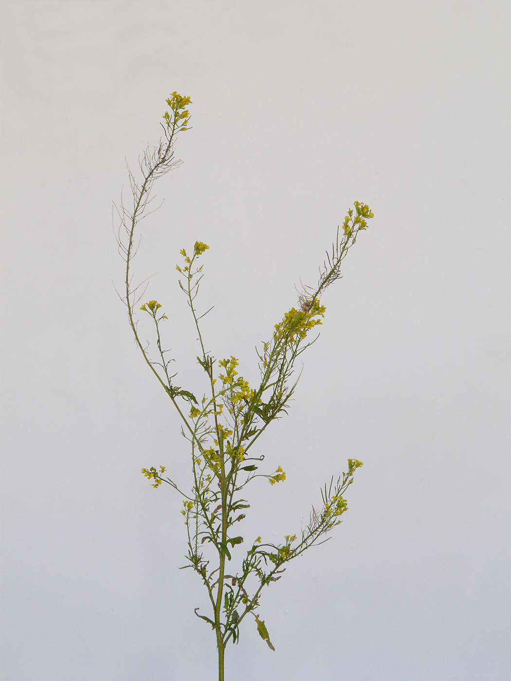 Image of Sisymbrium loeselii specimen.