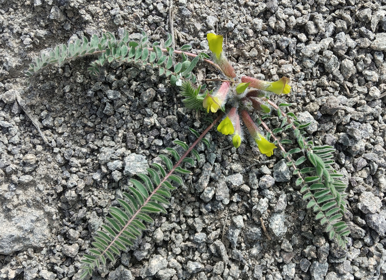 Изображение особи Astragalus atrovinosus.