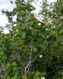 Viburnum lantana. Ветви с незрелыми соплодиями (рядом видны ветви Rosa). Армения, обл. Гегаркуник, берег оз. Севан, гора Артаниш, ≈ 1900 м н.у.м., заросли кустарников на луговом склоне. 23.06.2022.