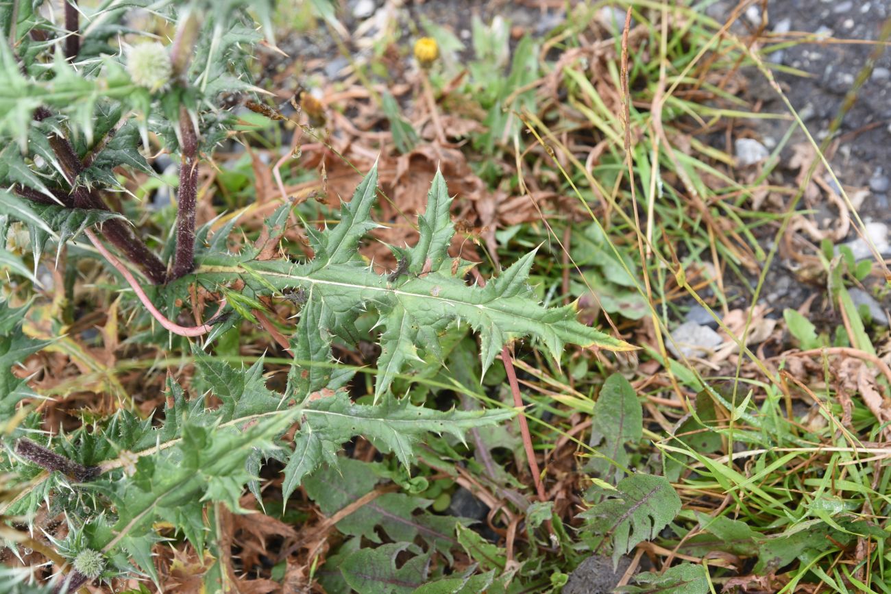 Изображение особи Echinops sphaerocephalus.