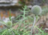 Echinops ruthenicus. Соцветия. Челябинская обл., Нязепетровский р-н, Шемахинское сельское поселение, гора Яман-Таш, под скалой. 1 июля 2023 г.