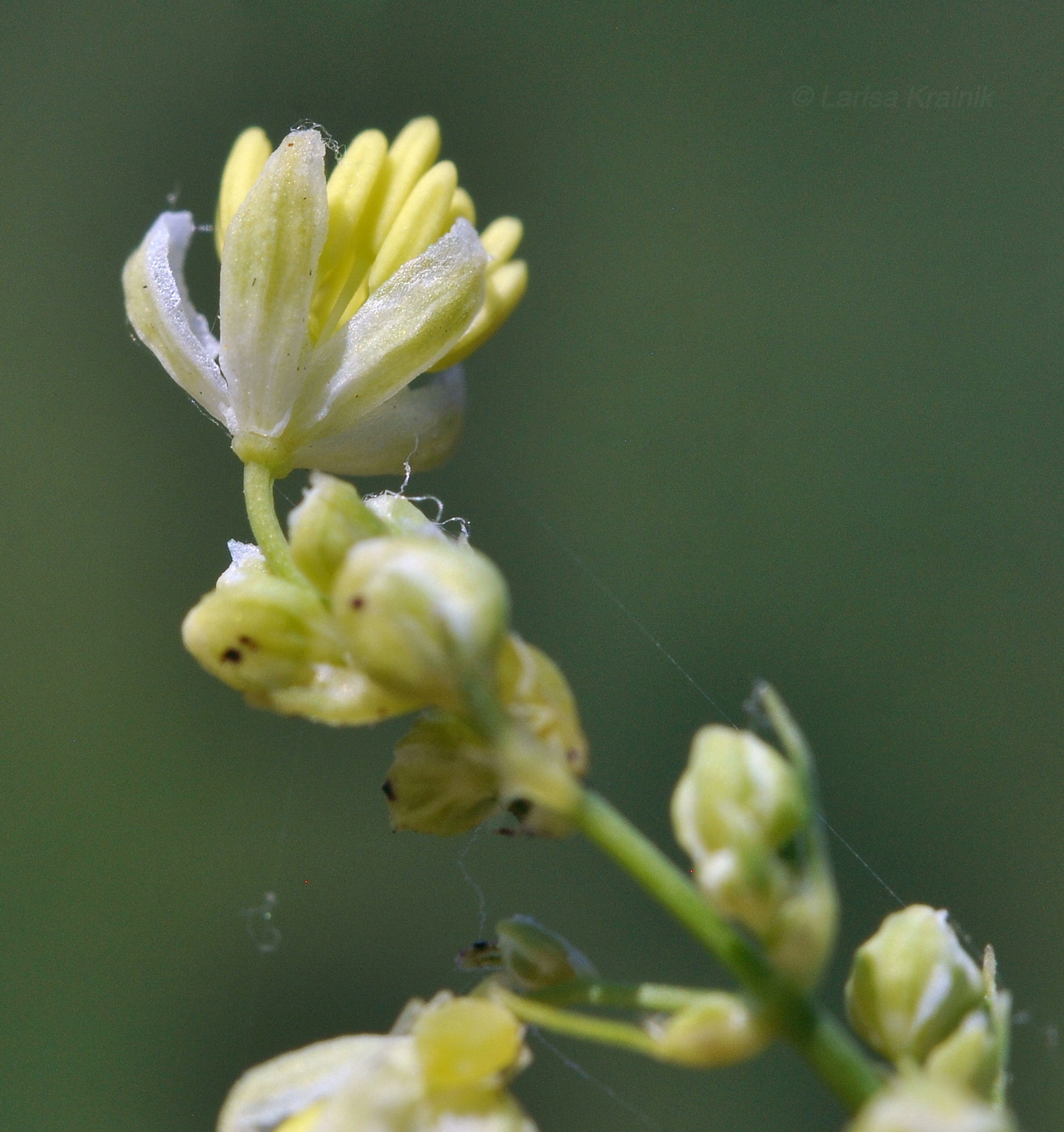 Image of Thalictrum amurense specimen.