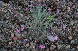 Dianthus repens