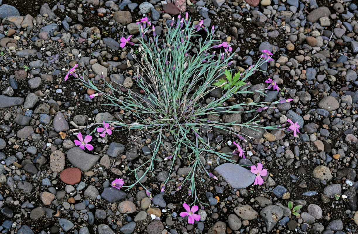 Image of Dianthus repens specimen.