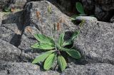 Plantago camtschatica