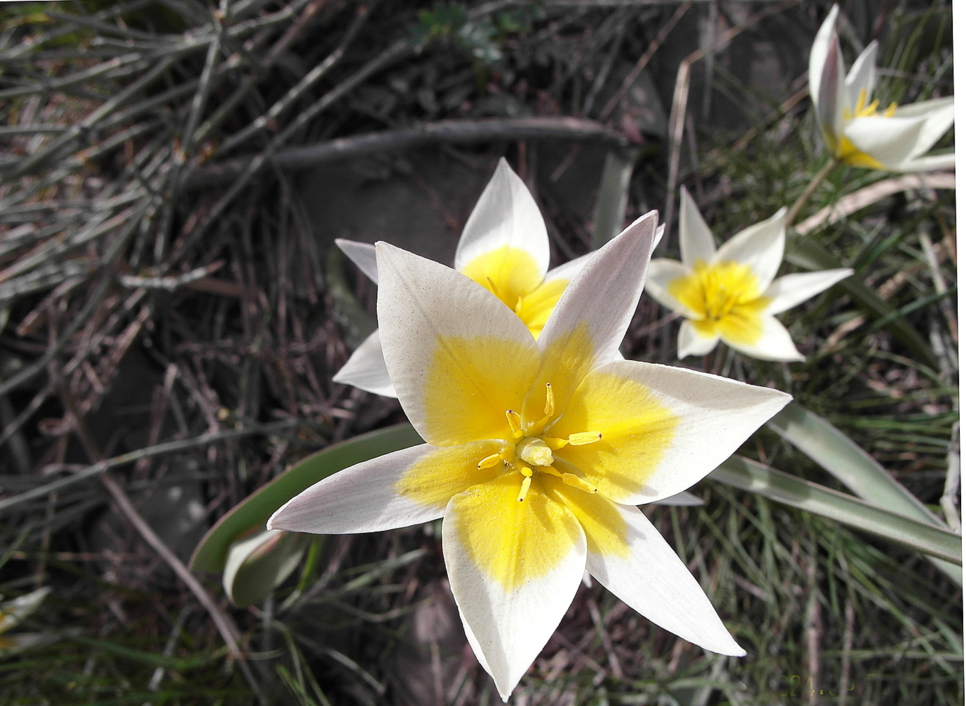 Image of Tulipa orthopoda specimen.