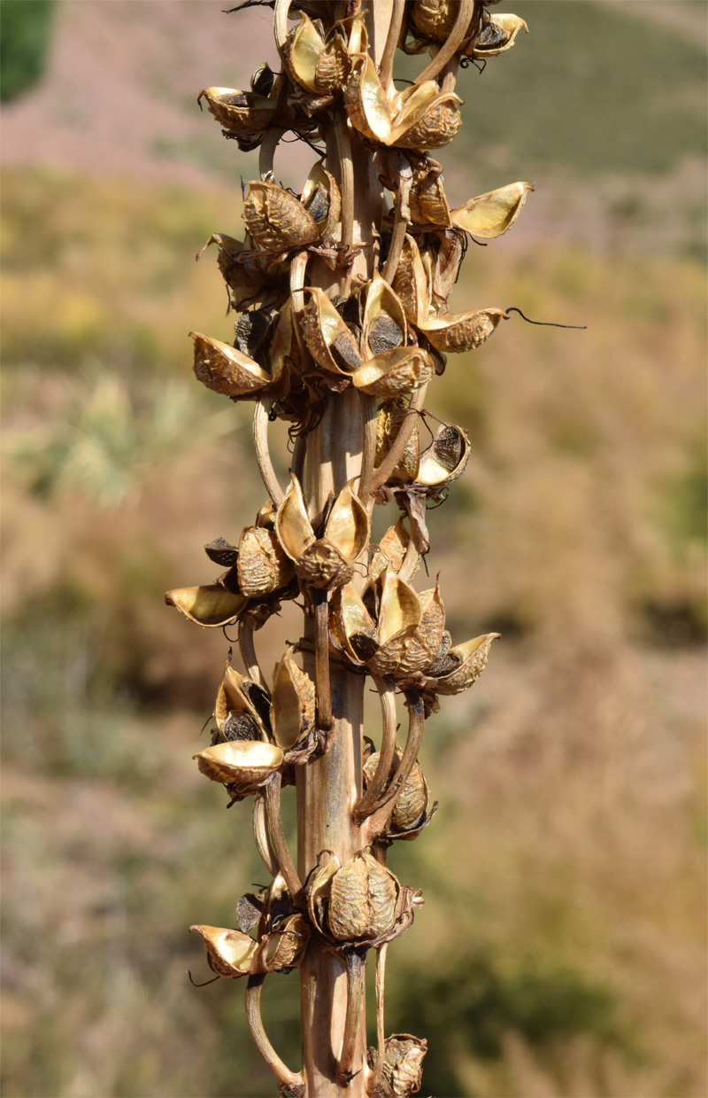 Изображение особи Eremurus regelii.