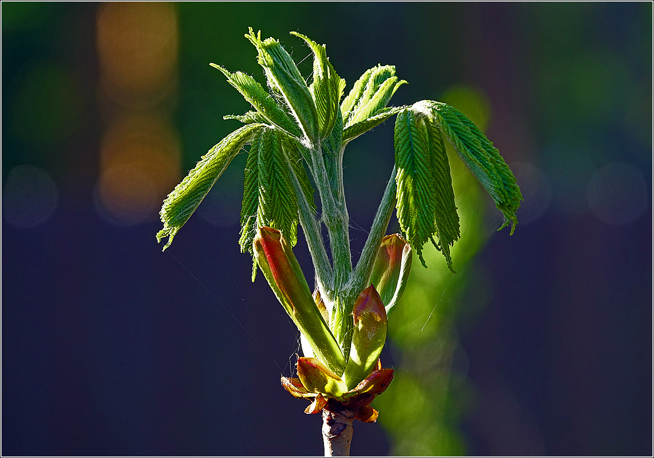 Image of Aesculus hippocastanum specimen.