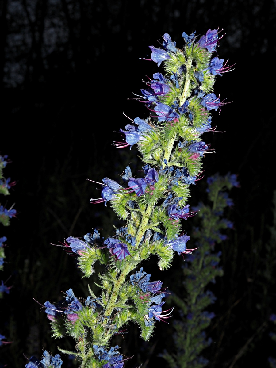 Image of Echium vulgare specimen.