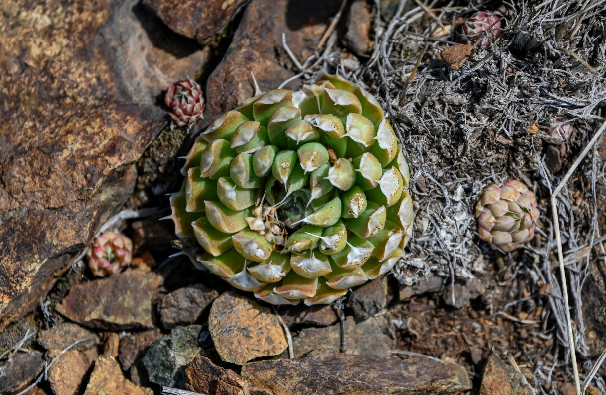 Изображение особи Orostachys spinosa.