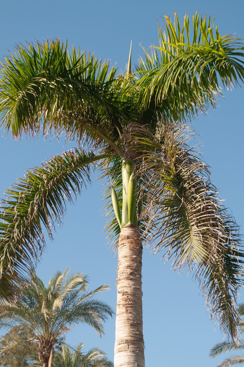 Image of Roystonea regia specimen.