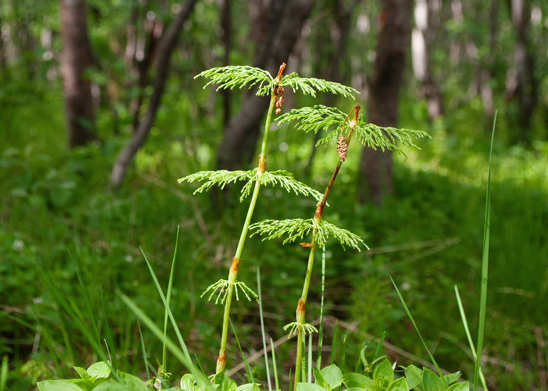 Изображение особи Equisetum sylvaticum.