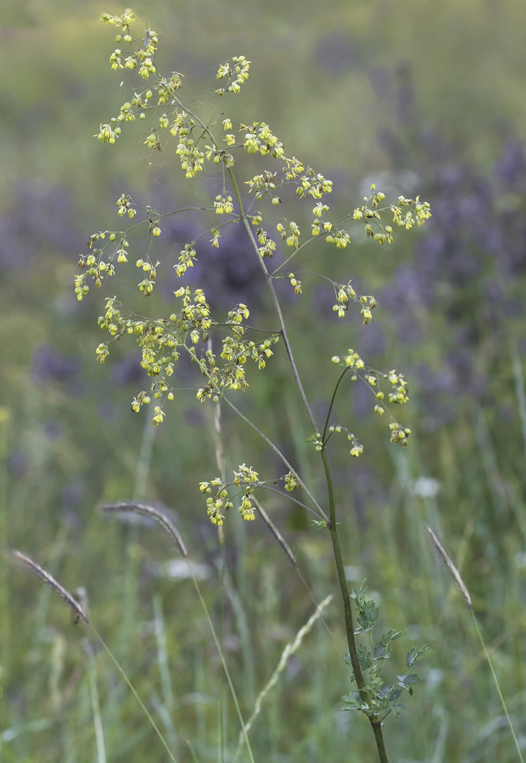 Image of Thalictrum minus specimen.