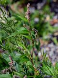 Persicaria maculosa. Верхушка побега с соцветиями. Сахалин, Макаровский гор. округ, бухта Тихая, окраина каменистого пляжа. 12.08.2023.