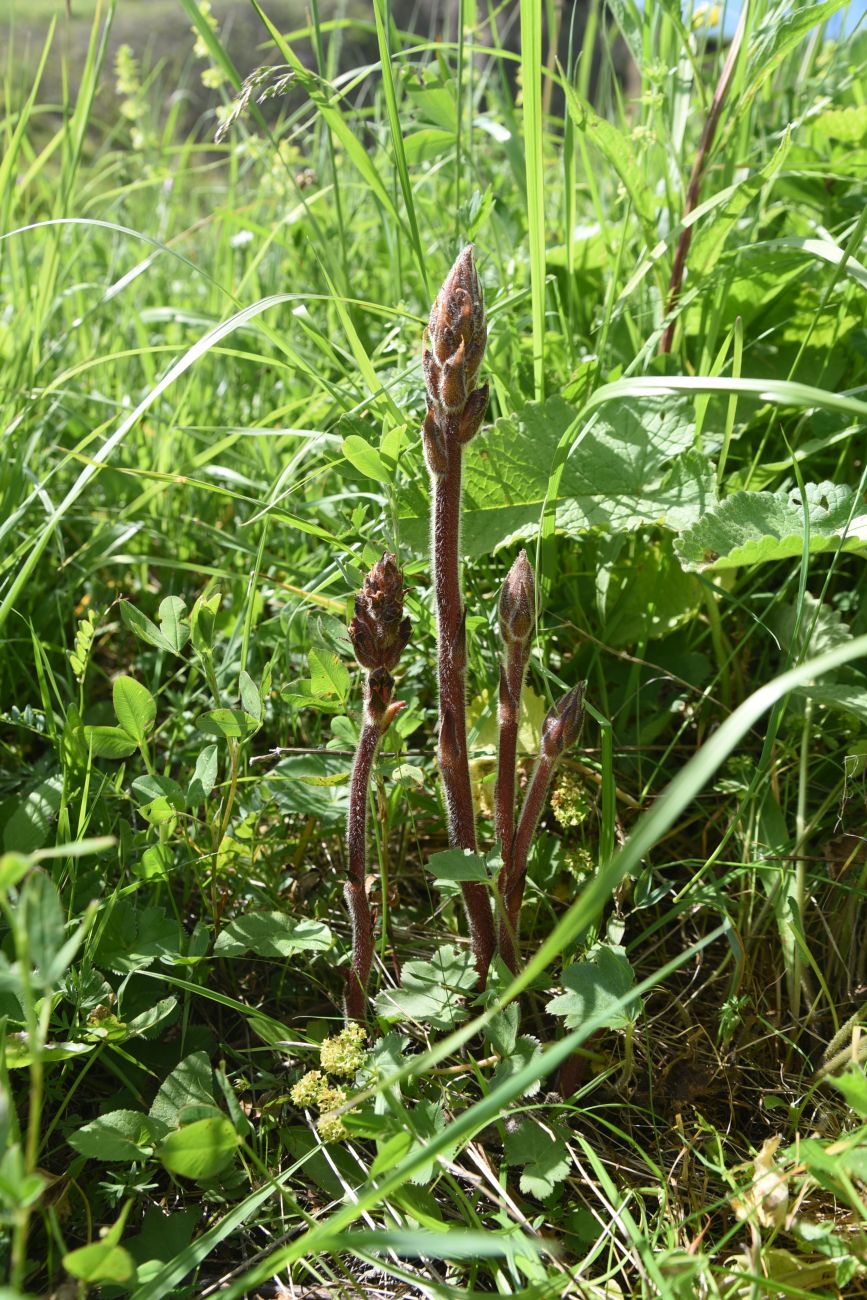 Image of genus Orobanche specimen.