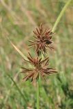 Cyperus glaber. Верхушка побега с соплодиями. Крым, Севастополь, ручей в верховьях Сарандинакиной балки. 19 сентября 2013 г.