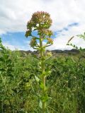 Hylotelephium triphyllum. Верхушка зацветающего растения. Казахстан, Южный Алтай, обращённое к Бухтарминскому вдхр. зап. подножье Нарымского хр., мезофильное понижение между гранитными плитами. 3 июля 2024 г.