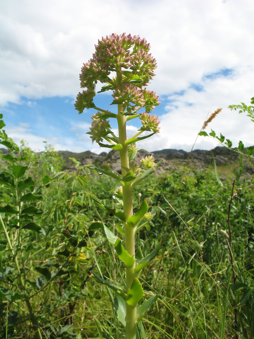 Изображение особи Hylotelephium triphyllum.