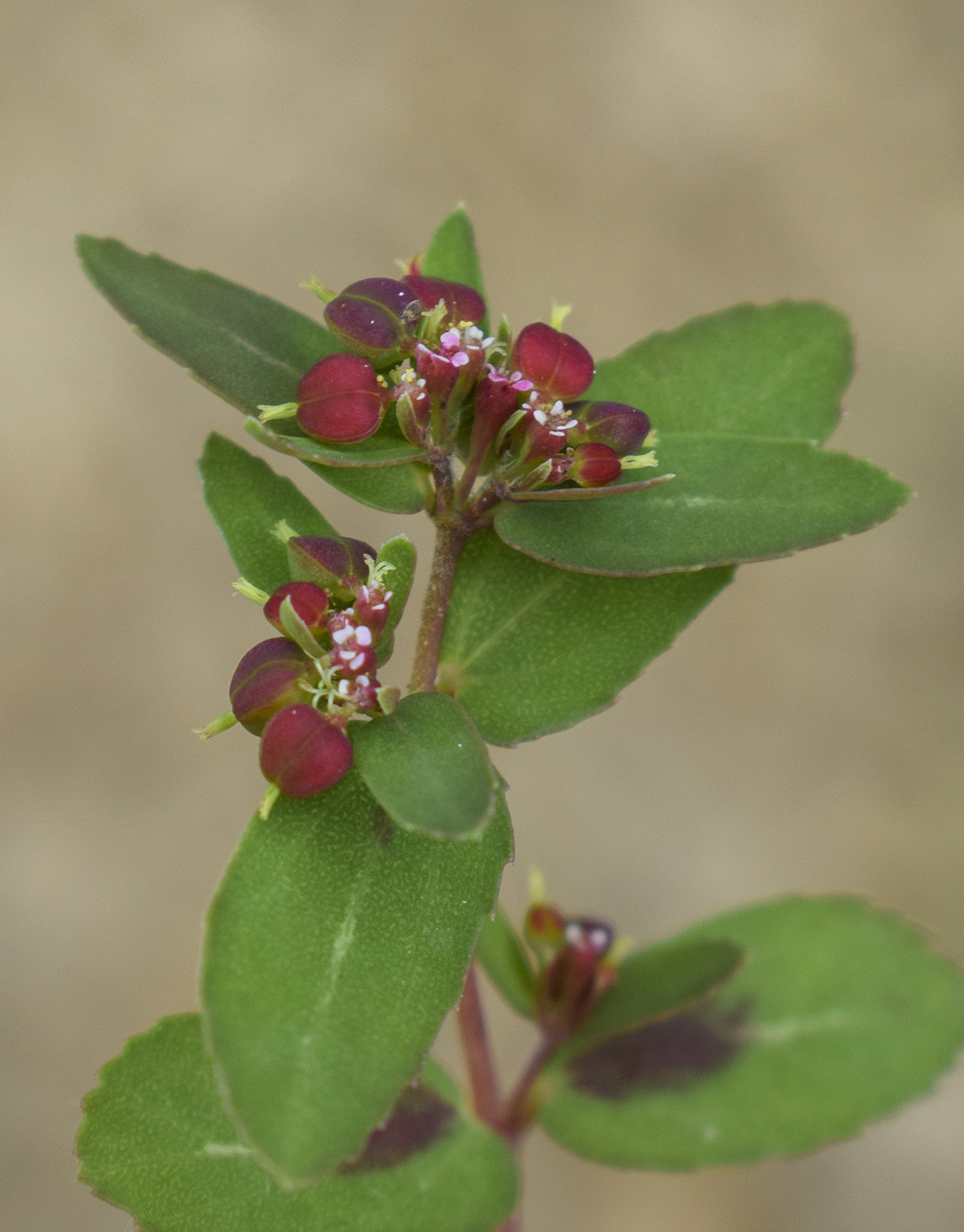 Image of Euphorbia nutans specimen.