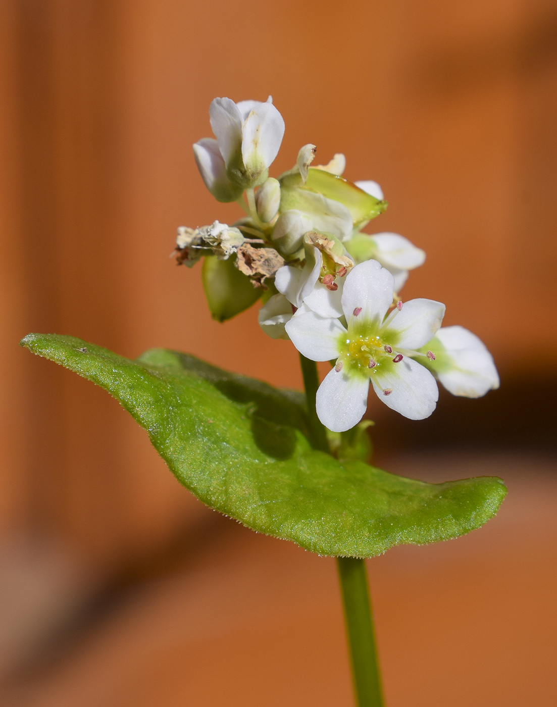 Изображение особи Fagopyrum esculentum.