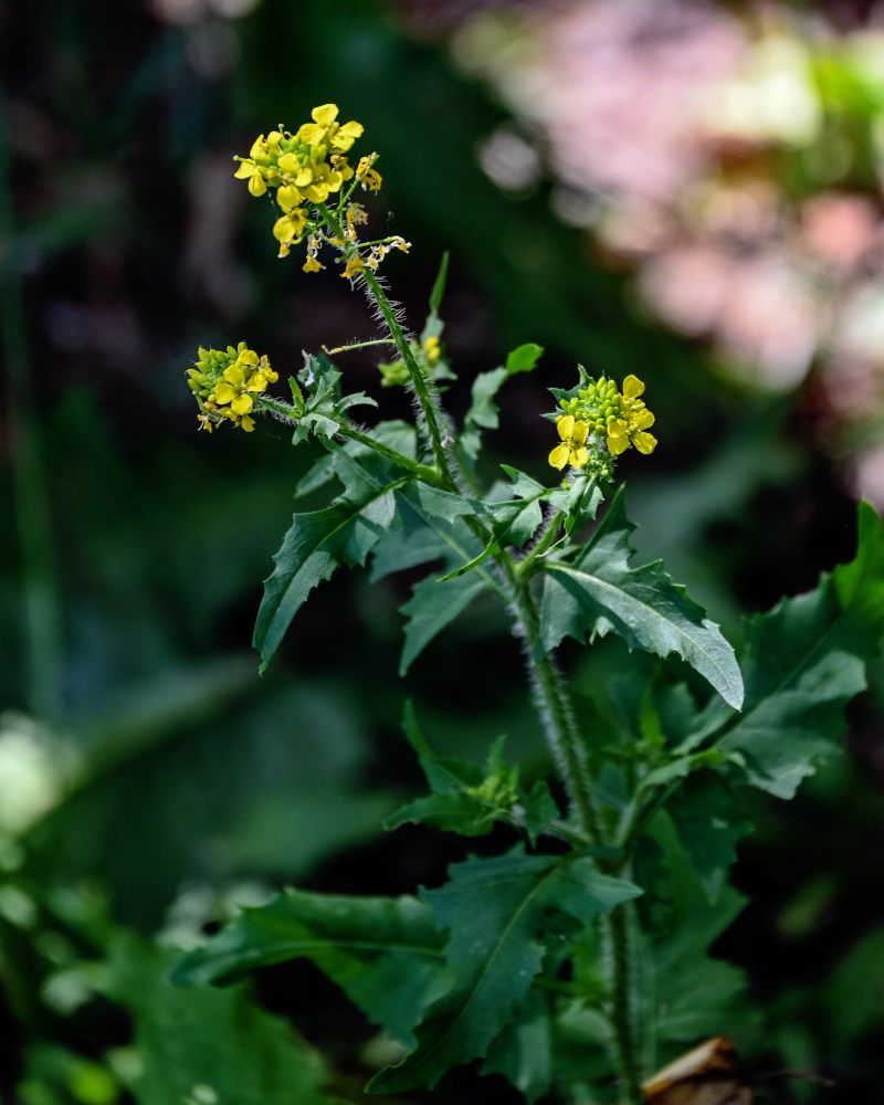 Изображение особи Sisymbrium loeselii.