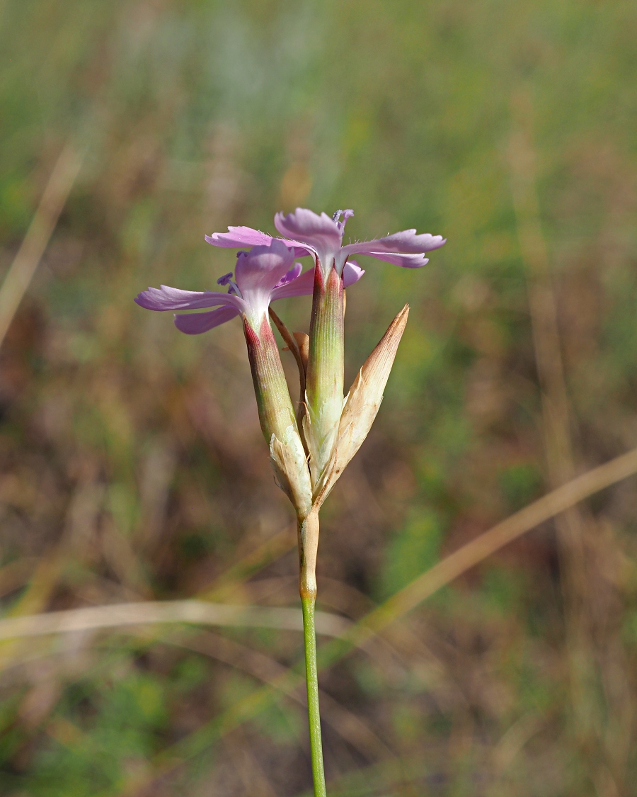 Image of genus Dianthus specimen.