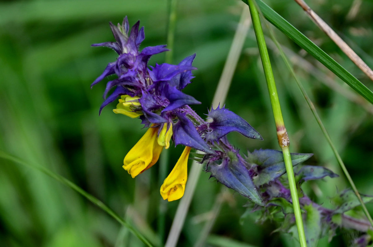 Изображение особи Melampyrum nemorosum.