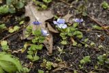 Veronica filiformis