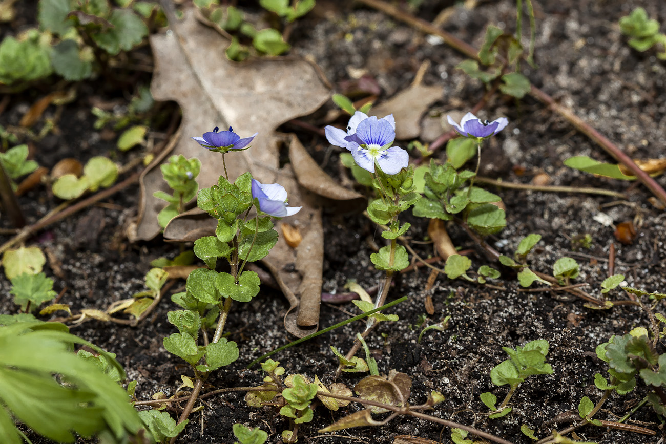 Изображение особи Veronica filiformis.