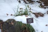 Carex morrowii. Вегетирующее растение ('Variegata') под снегом. Москва, филиал Ботсада МГУ \"Аптекарский огород\", теневой сад. 28.12.2024.