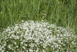 Cerastium arvense