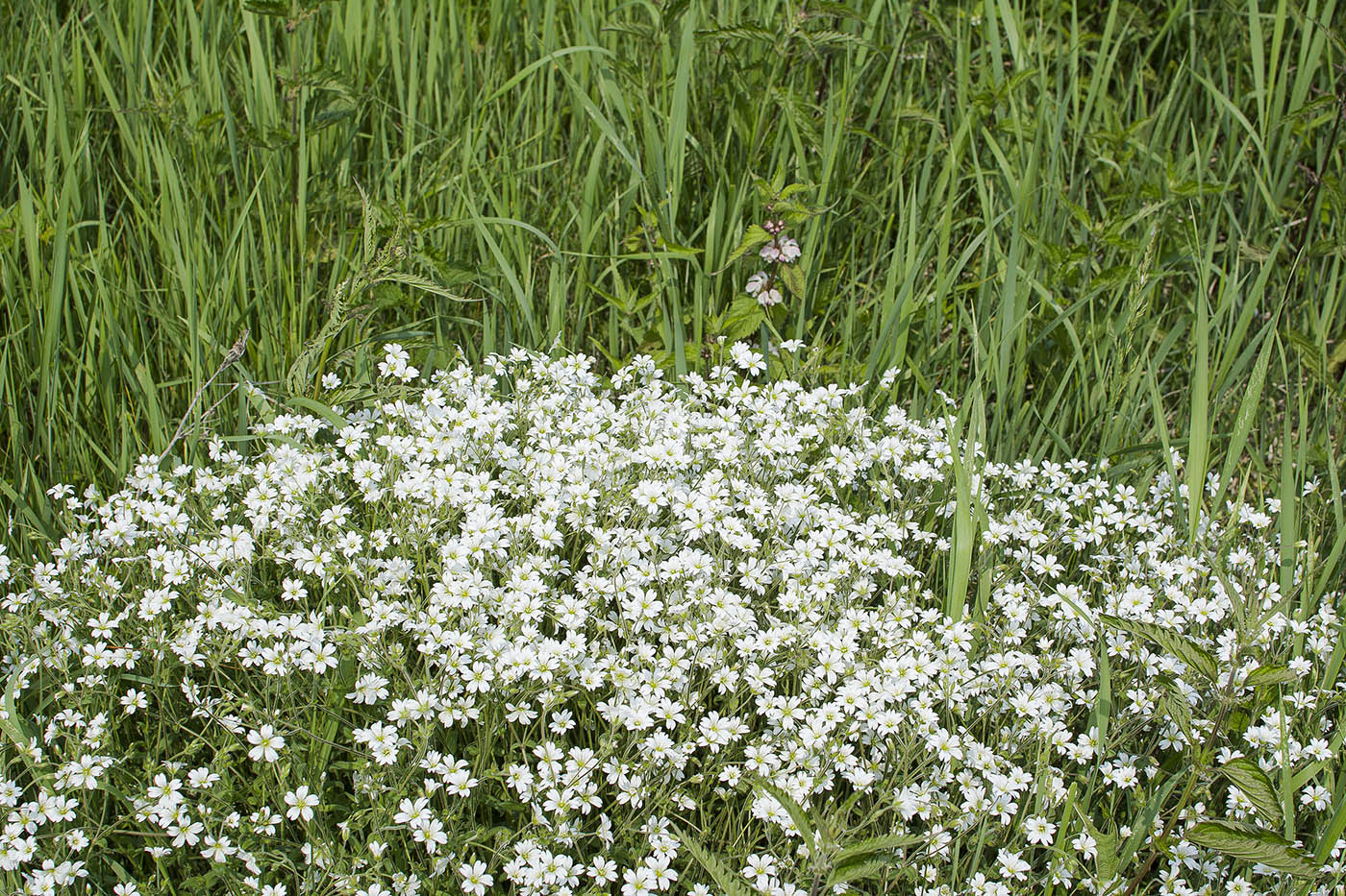 Изображение особи Cerastium arvense.