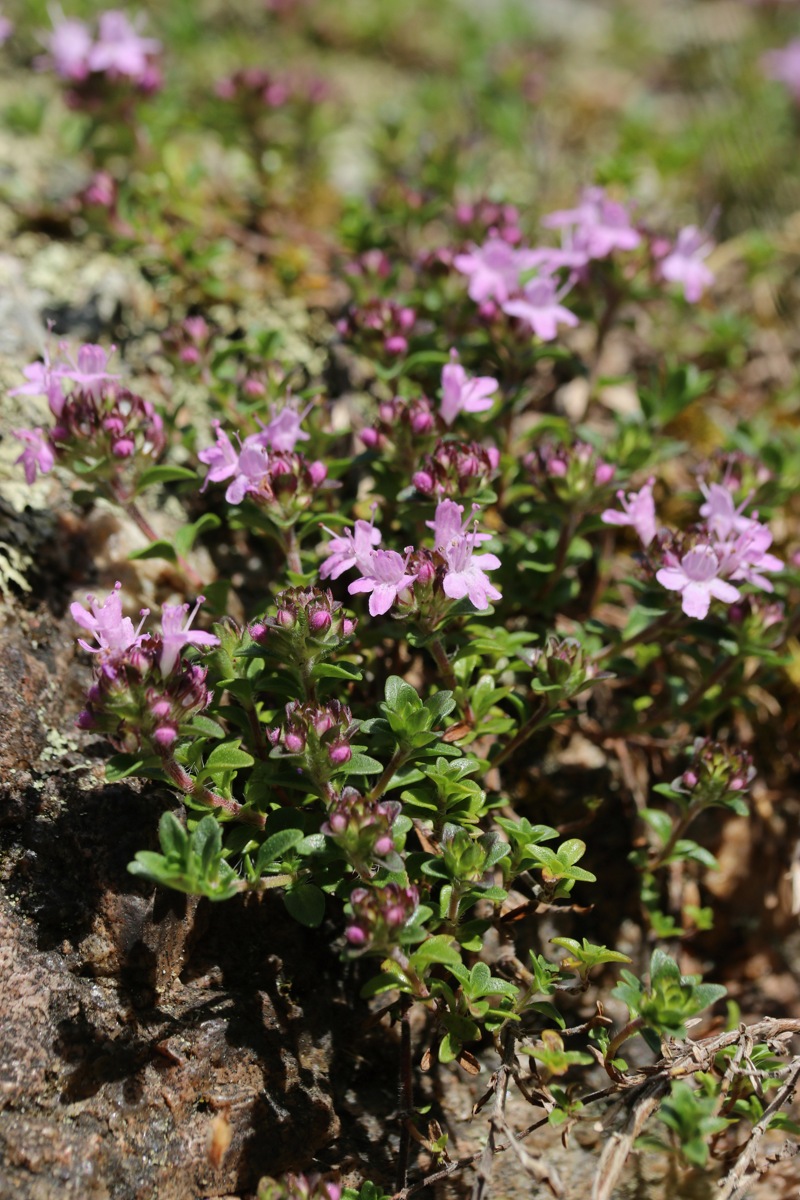 Image of Thymus serpyllum specimen.