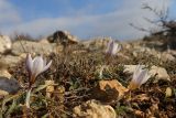 Crocus tauricus. Цветущие растения. Крым, Севастополь, Байдарская дол., гора Мачу. 01.02.2025.