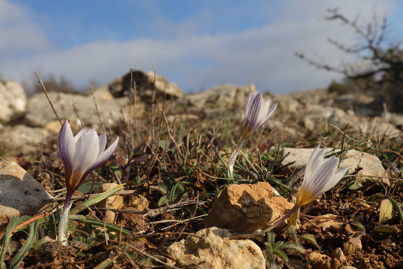 Image of Crocus tauricus specimen.