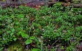 Chimaphila umbellata. Цветущие и плодоносящие растения в сообществе с Rubus saxatilis и мхами. Вологодская обл., Сокольский р-н, Оларевская гряда, смешанный лес. 13.07.2024.