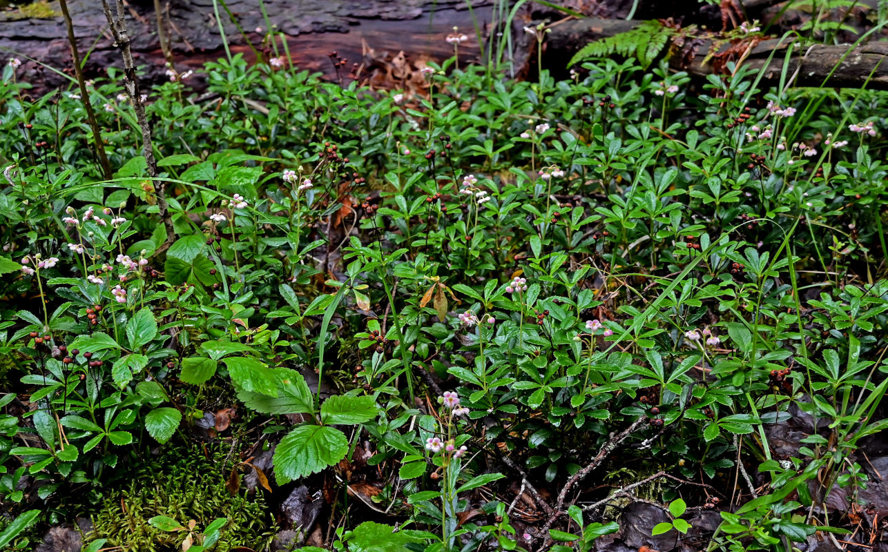 Изображение особи Chimaphila umbellata.