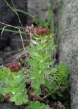 Rhodiola rosea. Плодоносящее растение среди валунов. Камчатский край, Елизовский р-н, природный парк \"Вулканы Камчатки\", южный участок, кластер \"Налычевский\", памятник природы \"Экструзия Верблюд\", слабозадернованный склон. 11.08.2024.