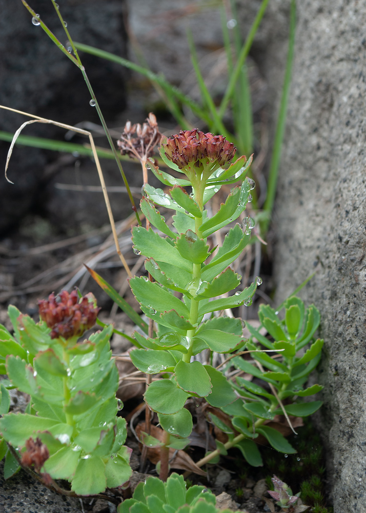 Изображение особи Rhodiola rosea.