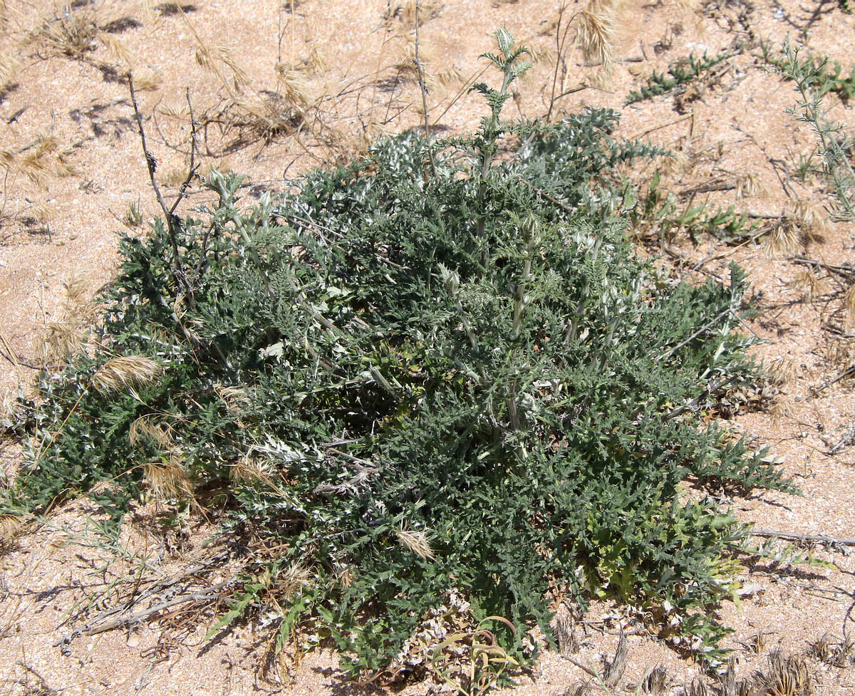 Image of genus Echinops specimen.