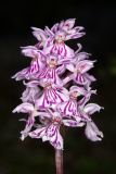 Dactylorhiza psychrophila