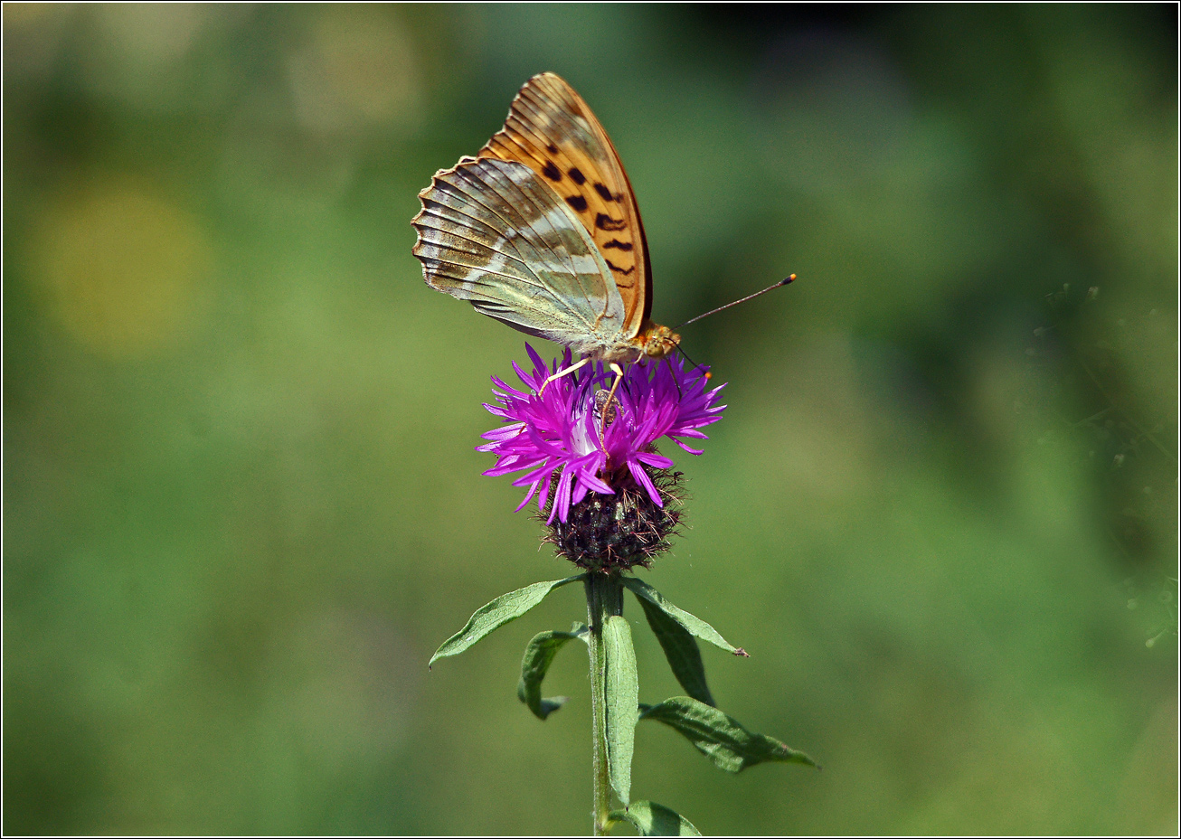 Изображение особи Centaurea phrygia.