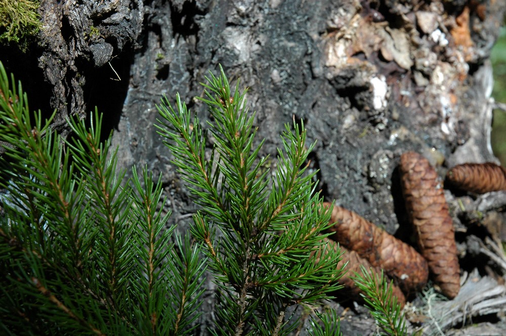 Изображение особи Picea morrisonicola.