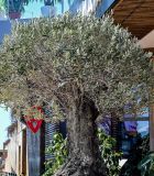 View full-size image Olea europaea
