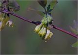 View full-size image Lonicera edulis