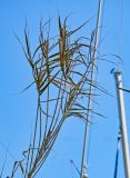 View full-size image Arundo donax