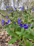 Смотреть изображение Pulmonaria mollis