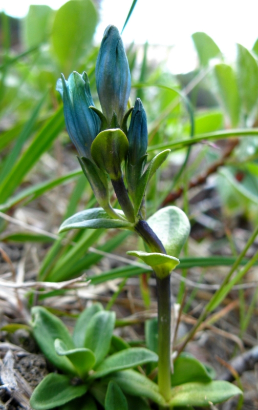 Image of Gentiana glauca specimen.